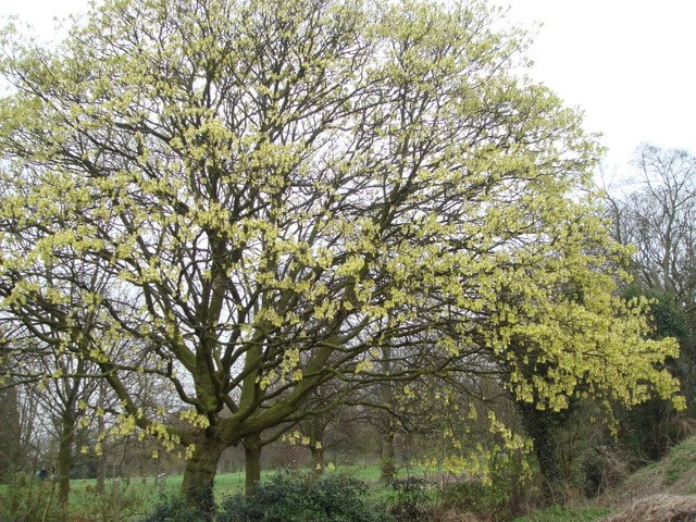 Acer opalus en fleur